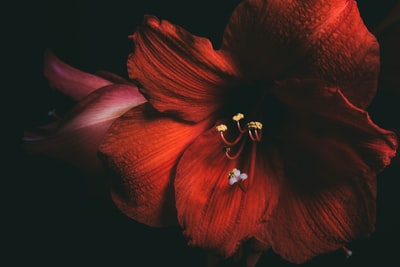 红木槿花